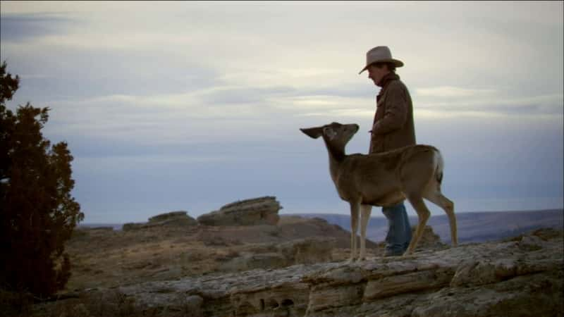 纪录片《接触荒野 - 与死亡峡谷的长耳鹿一起生活 Touching the Wild - Living with the Mule Deer of Deadman Gulch》[无字][BT][1080P]资源下载