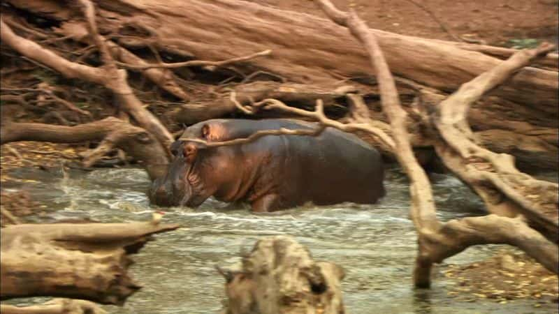 ¼Ƭں Hippos: After Dark1080P-Ļ/Ļ