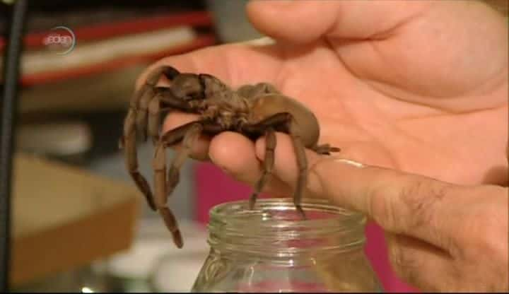 纪录片《塔兰图拉毒蛛：澳大利亚蜘蛛之王 Tarantula: Australia's King of Spiders》[无字][BT][720P]资源下载