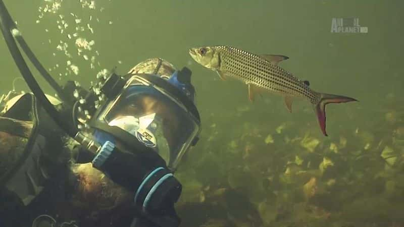 纪录片《虎鱼：非洲的食人鱼 Tigerfish: Africa's Piranha》[无字][BT][720P]资源下载