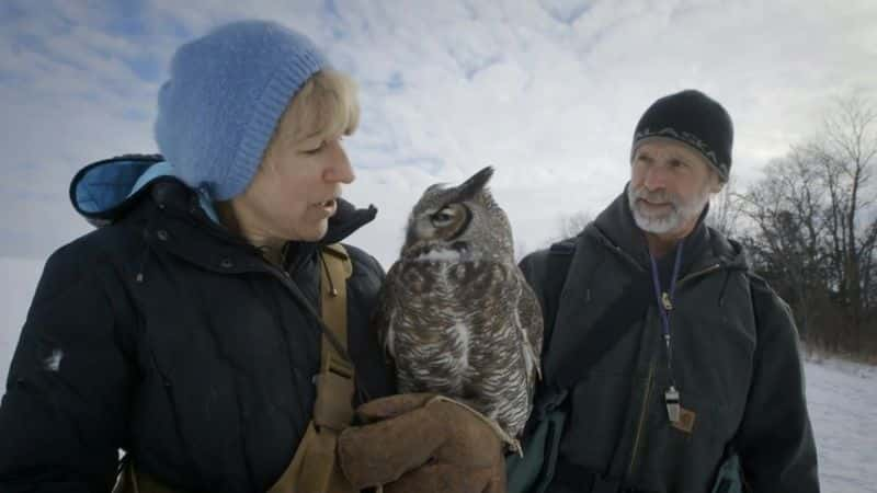 纪录片《猫头鹰的秘密生活 The Secret Life of Owls》[无字] [BT][DVD画质]资源下载