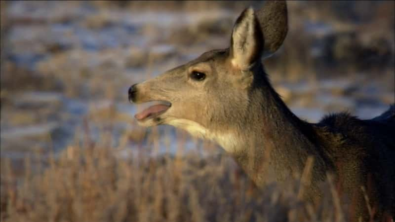 纪录片《接触荒野 - 与死亡峡谷的长耳鹿一起生活 Touching the Wild - Living with the Mule Deer of Deadman Gulch》[无字][BT][1080P]资源下载