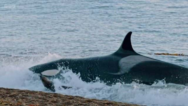 纪录片《海豹马拉天才海洋猎人 Sealgairean Mara Genius Sea Hunters》[无字][BT][720P]资源下载