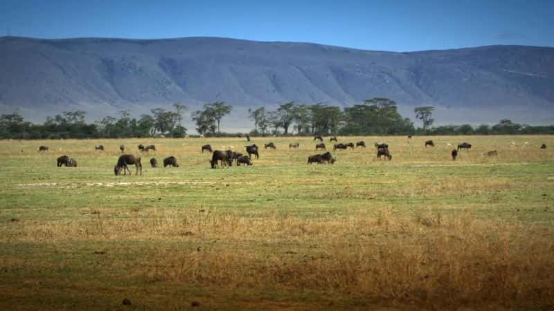 ¼Ƭ׸ǵ٣Ȼΰó Serengeti: Natures Greatest JourneyĻ/Ļ