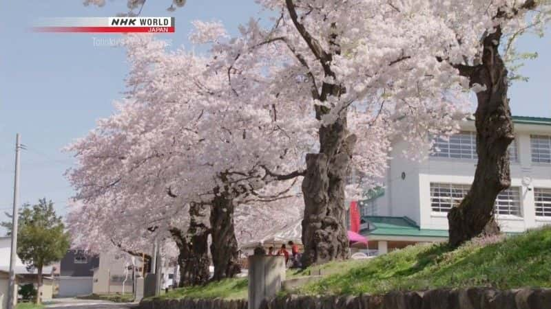 纪录片《东北的樱花 Tohoku's Cherry Blossoms》[无字][BT][DVD]资源下载