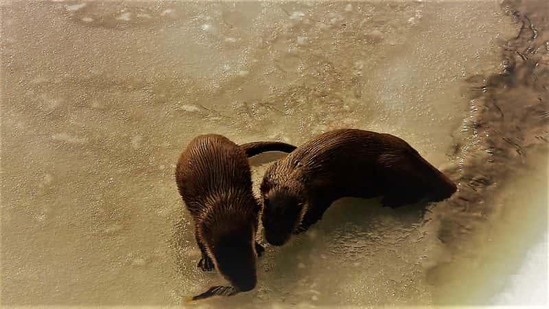 ¼Ƭˮ̡ļ Seasons of the Otter1080P-Ļ/Ļ