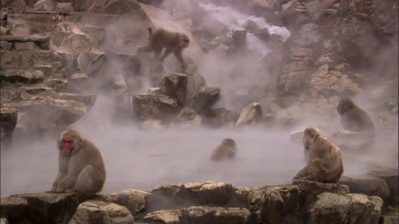 ¼ƬѩBBC Snow Monkeys (BBC)1080Pȫ1-Ļ/Ļ