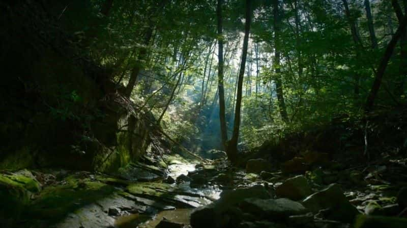 纪录片《韩国：地球上隐藏的荒野 South Korea: Earth's Hidden Wilderness》[无字][BT][1080P]资源下载