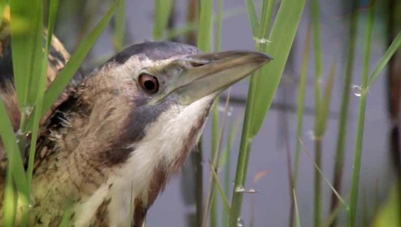 纪录片《Springwatch（BBC Springwatch 2016） Springwatch (BBC Springwatch 2016)》[无字][BT][720P]资源下载