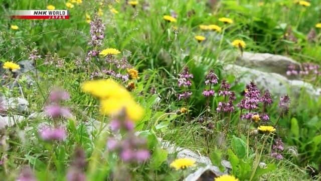 ¼ƬͽԽѩ Hiking Across Hakuba's Great Snow Valleyȫ1-Ļ/Ļ