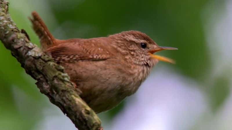 纪录片《2015 年复活节 Springwatch Springwatch at Easter 2015》[无字][BT][720P]资源下载