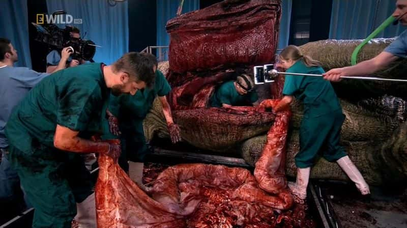 纪录片《霸王龙尸检 T. Rex Autopsy》[无字][BT][720P]资源下载