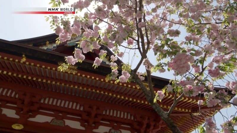 纪录片《东北的樱花 Tohoku's Cherry Blossoms》[无字][BT][DVD]资源下载