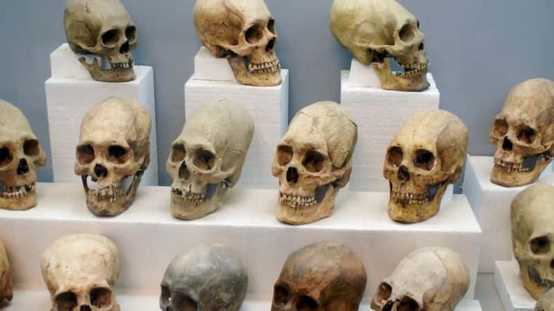 ¼Ƭϵ 7  5 ֣ͷ֮ Secrets Series 7 Part 5: Riddle of the Roman Skulls1080P-Ļ/Ļ