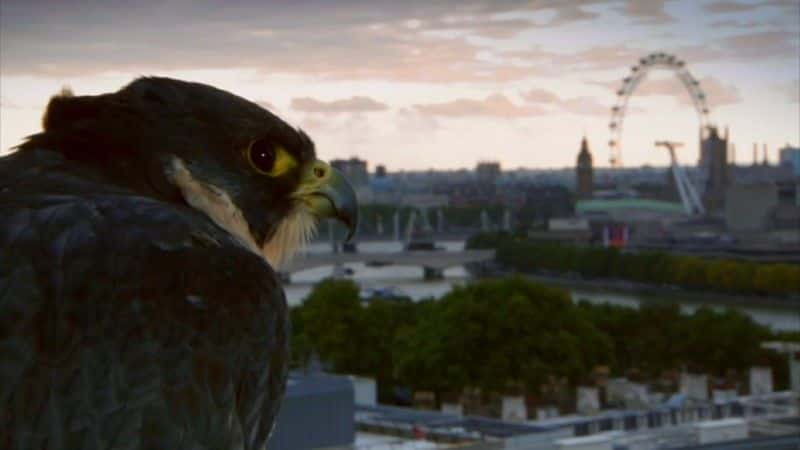 纪录片《伦敦的非自然历史 (BBC 1080p) The Unnatural History of London (BBC 1080p)》[无字] [BT][DVD画质]资源下载