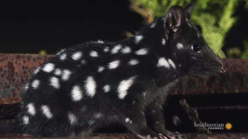 纪录片《塔斯马尼亚：袋鼬的奇妙生活 Tasmania: Curious Life of Quolls》[无字][BT][720P]资源下载