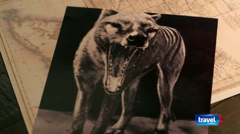 纪录片《追踪塔斯马尼亚虎 Tracking Tasmania's Tiger》[无字][BT][720P]资源下载