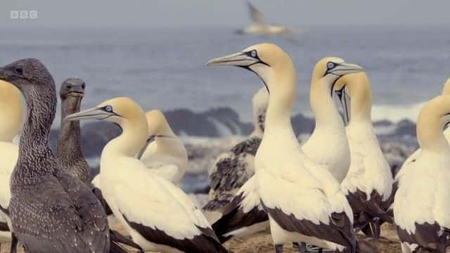 纪录片《海豹马拉天才海洋猎人 Sealgairean Mara Genius Sea Hunters》[无字][BT][720P]资源下载