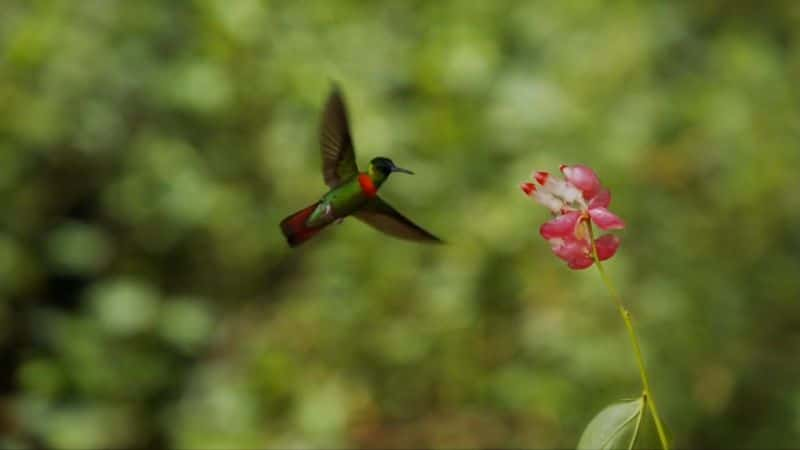 纪录片《超级蜂鸟 Super Hummingbirds》[无字][BT][720P]资源下载