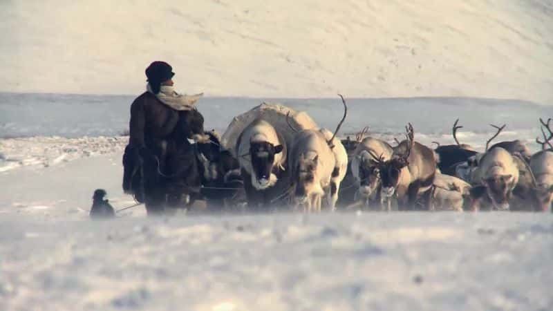 纪录片《苔原书 The Tundra Book》[无字][BT][DVD]资源下载