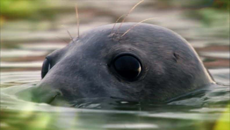 纪录片《Springwatch（BBC Springwatch 2016） Springwatch (BBC Springwatch 2016)》[无字][BT][720P]资源下载