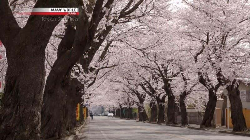 纪录片《东北的樱花 Tohoku's Cherry Blossoms》[无字][BT][DVD]资源下载