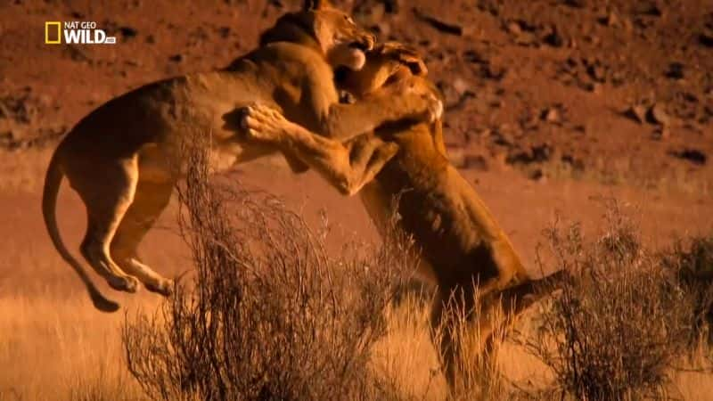 纪录片《消失的国王 - 纳米布沙漠之狮 Vanishing Kings - Desert Lions of Namib》[无字][BT][1080P]资源下载