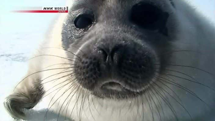 纪录片《永恒的贝加尔湖 The Timeless Lake Baikal》[无字][BT][720P]资源下载