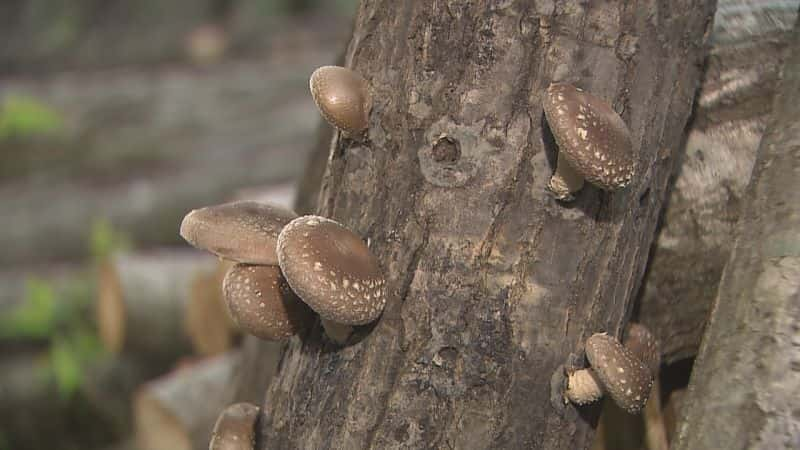 纪录片《里山:日本的秘密花园 Satoyama:Japan's Secret Garden》[无字][BT][720P]资源下载