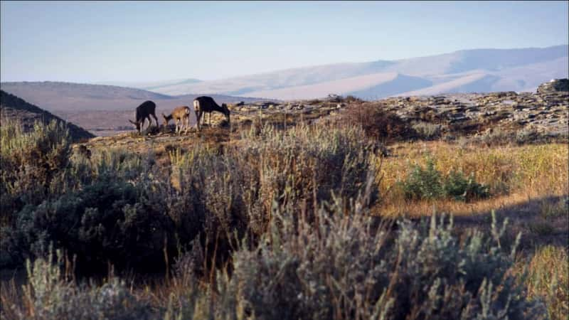 纪录片《接触荒野 - 与死亡峡谷的长耳鹿一起生活 Touching the Wild - Living with the Mule Deer of Deadman Gulch》[无字][BT][1080P]资源下载