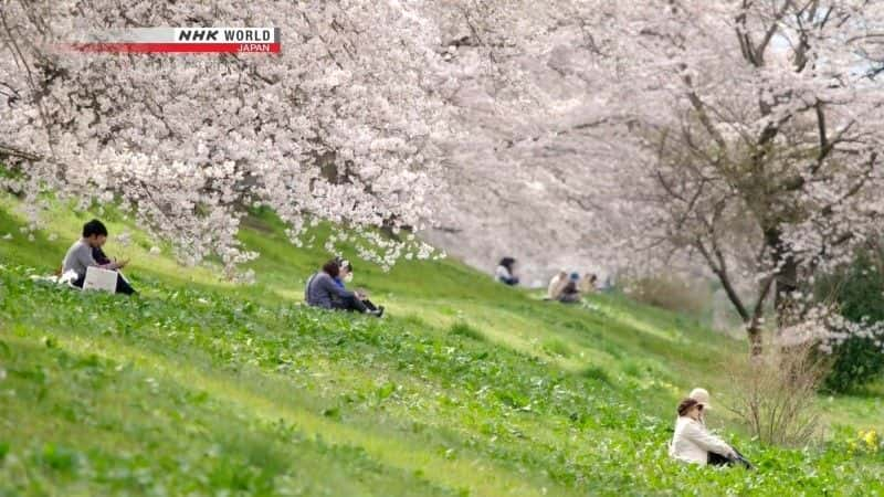 纪录片《东北的樱花 Tohoku's Cherry Blossoms》[无字][BT][DVD]资源下载