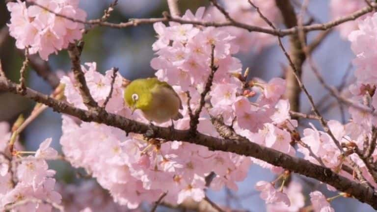 ¼ƬձSpringwatch Springwatch in Japan1080P-Ļ/Ļ