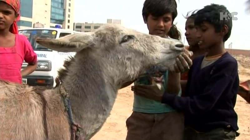 纪录片《拯救贫民窟的驴子 Saving the Slumdog Donkeys》[无字][BT][720P]资源下载