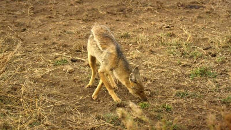 ¼Ƭ׸ǵ٣Ȼΰó Serengeti: Natures Greatest JourneyĻ/Ļ