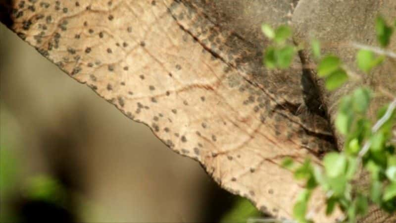 纪录片《斯里兰卡：象岛（BBC） Sri Lanka: Elephant Island (BBC)》[无字] [BT][DVD画质]资源下载