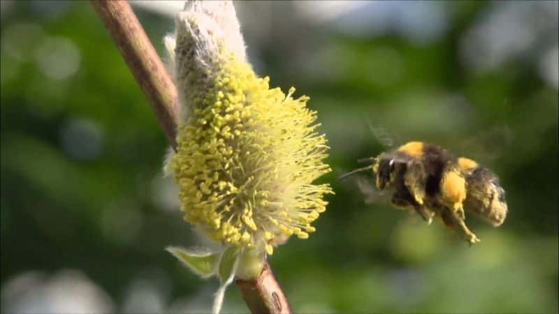 ¼ƬƷ Secrets of Bumblebees1080P-Ļ/Ļ