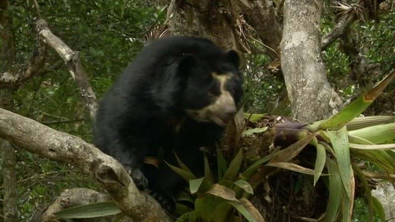 ¼Ƭ۾ܣɭ֮Ӱ (BBC) Spectacled Bears: Shadows of the Forest (BBC)ȫ1-Ļ/Ļ