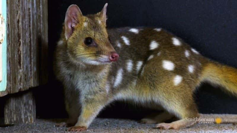 纪录片《塔斯马尼亚：袋鼬的奇妙生活 Tasmania: Curious Life of Quolls》[无字][BT][720P]资源下载