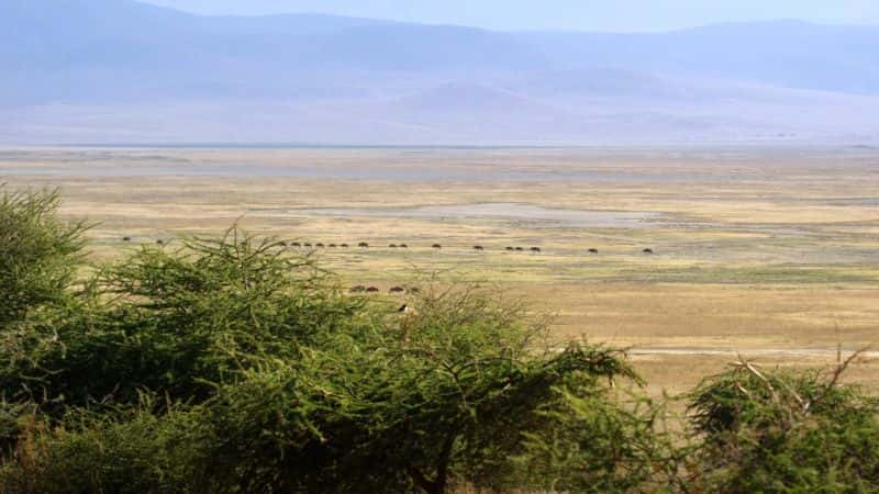 ¼Ƭ׸ǵ٣Ȼΰó Serengeti: Natures Greatest JourneyĻ/Ļ