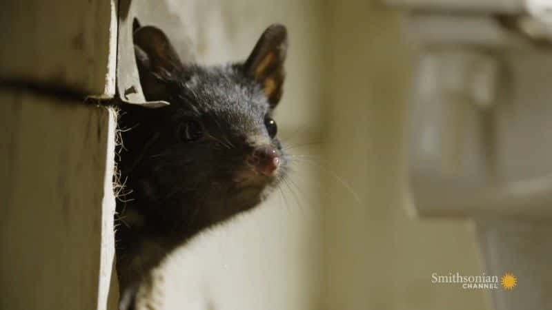 纪录片《塔斯马尼亚：袋鼬的奇妙生活 Tasmania: Curious Life of Quolls》[无字][BT][720P]资源下载