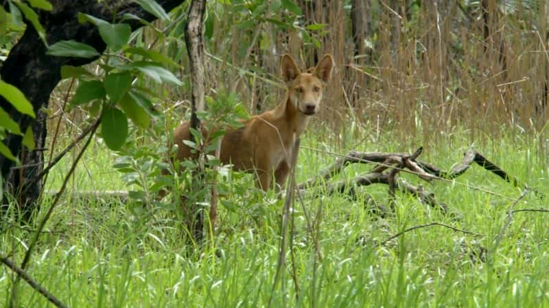 纪录片《狂野澳大利亚的秘密：系列 1 Secrets of Wild Australia: Series 1》[无字][BT][720P]资源下载