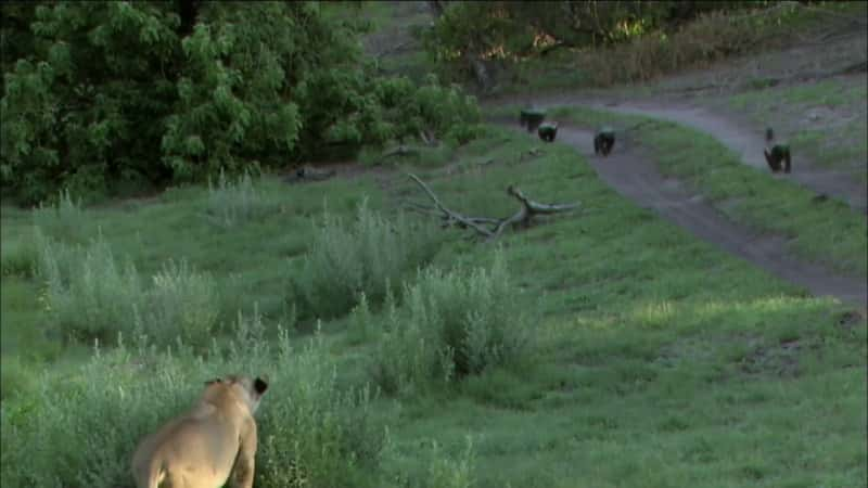 ¼ƬⵣҴʦ Honey Badgers: Masters of MayhemĻ/Ļ