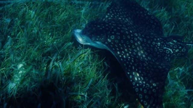 纪录片《加勒比海的宝藏 Treasure of the Caribbean》[无字][BT][1080P]资源下载