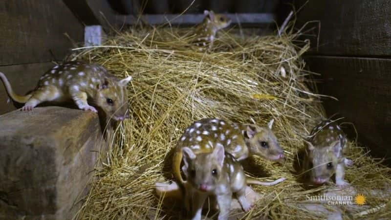 纪录片《塔斯马尼亚：袋鼬的奇妙生活 Tasmania: Curious Life of Quolls》[无字][BT][720P]资源下载