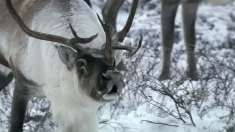 纪录片《雪困：冬天的动物 Snowbound: Animals of Winter》[无字][BT][720P][DVD]双画质资源下载