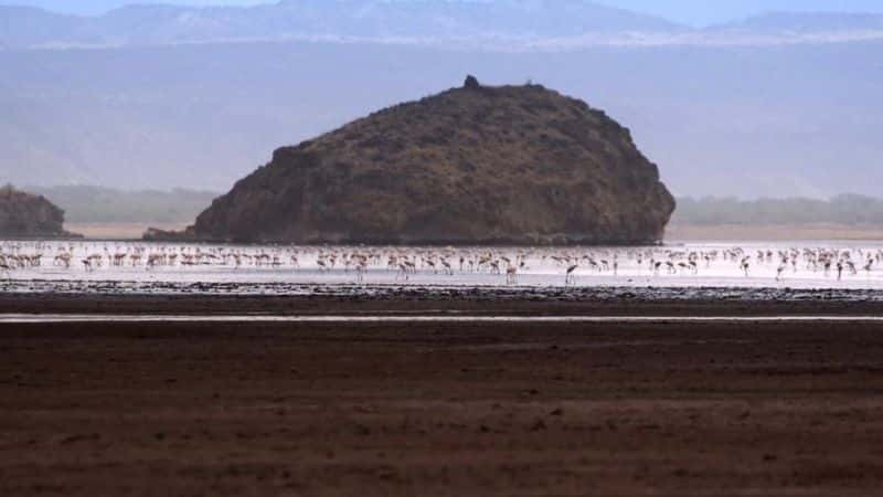 ¼Ƭ׸ǵ٣Ȼΰó Serengeti: Natures Greatest JourneyĻ/Ļ