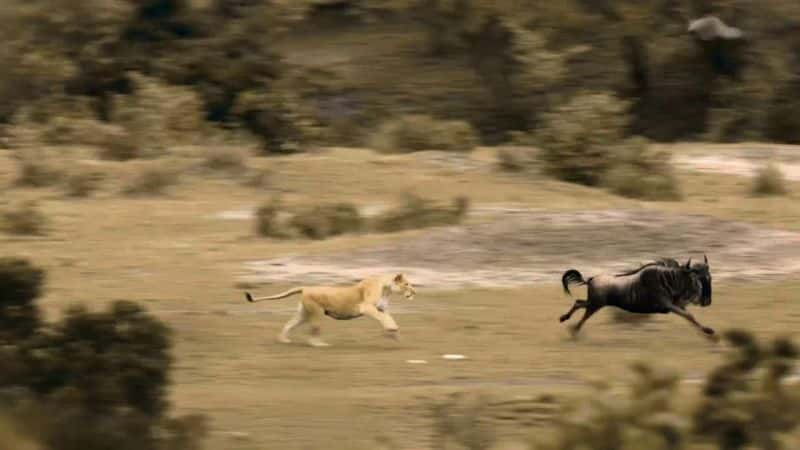 ¼Ƭèƶϵ 1 The Secret Lives of Big Cats: Series 11080P-Ļ/Ļ