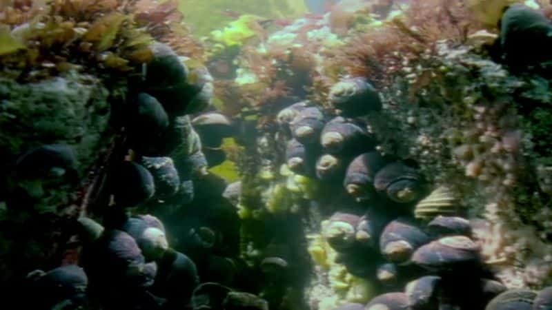 纪录片《岩石池的秘密生活 (BBC) The Secret Life of Rock Pools (BBC)》[无字][BT][1080P]资源下载