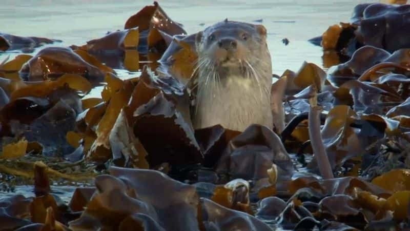 纪录片《增压水獭 Supercharged Otters》[无字][BT][720P]资源下载