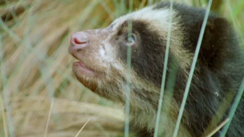 ¼Ƭ۾ܣɭ֮Ӱ (BBC) Spectacled Bears: Shadows of the Forest (BBC)ȫ1-Ļ/Ļ